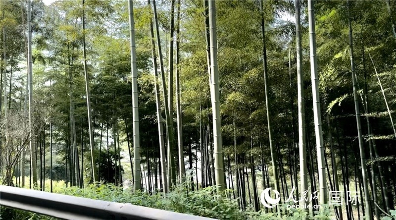 沿途中的竹林。人民網(wǎng)記者 周雨攝