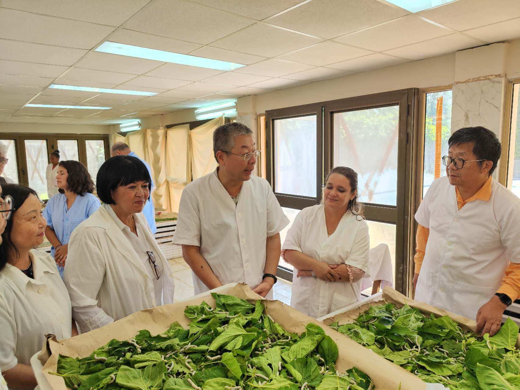 2023年5月23日，中國(guó)駐古巴大使馬輝考察古中蠶?？萍己献髦行?。來(lái)源：中國(guó)駐古巴大使館官網(wǎng)
