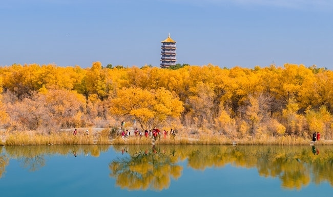 胡楊林金碧耀眼。蘭州局集團公司融媒體中心供圖