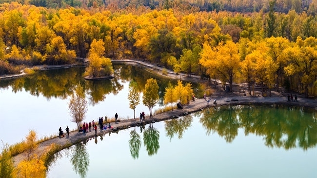 胡楊林金碧耀眼。蘭州局集團公司融媒體中心供圖