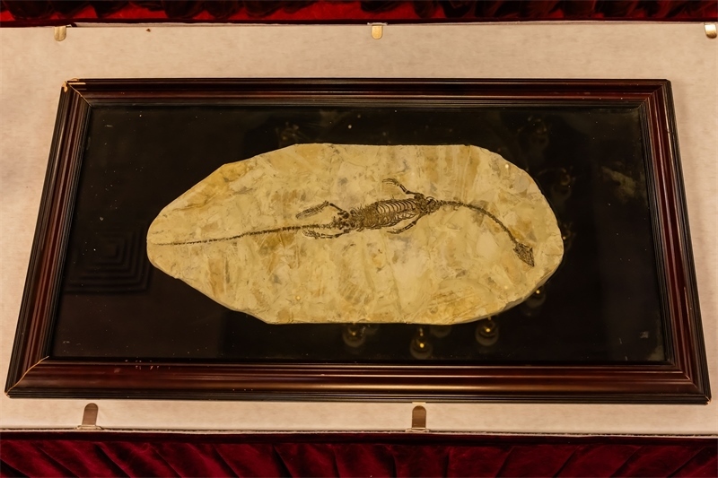 潛龍化石。國家文物局供圖