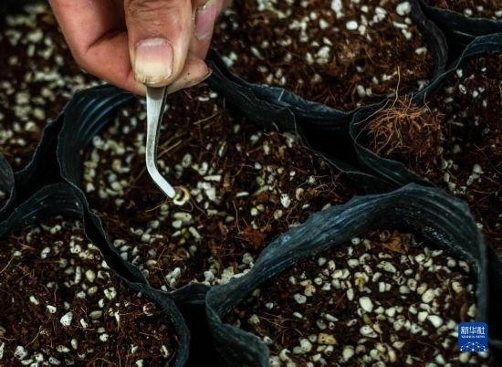 云南錦科花卉工程研究中心里已經發(fā)芽的太空種子（4月3日攝）。