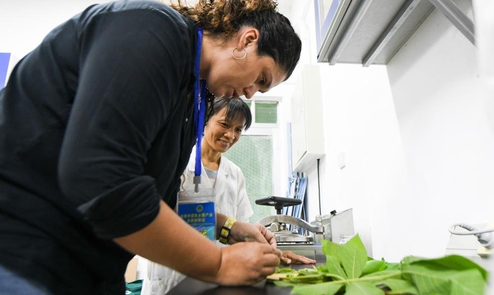 9月17日，來自哥倫比亞的研修班學(xué)員埃文·奧拉亞（左）在中國專家的指導(dǎo)下學(xué)習(xí)實操木薯組培快速繁育技術(shù)。