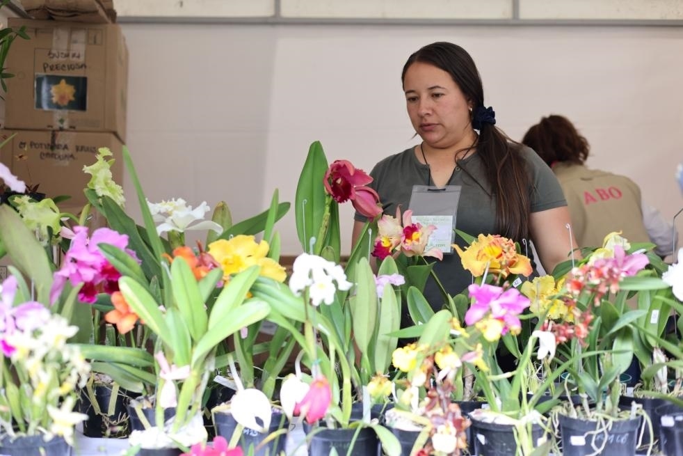 9月14日至17日，哥倫比亞首都波哥大舉辦蘭花展。