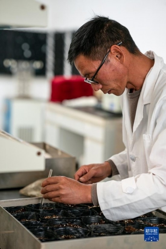 技術員田連通在實驗室播種太空種子（4月3日攝）。