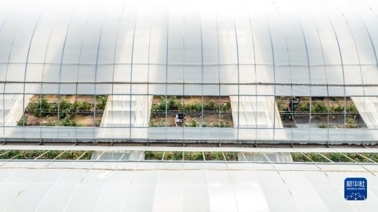 云南省安寧市現代農業(yè)園區(qū)玫瑰種植示范園一景（無人機照片，10月20日攝）。