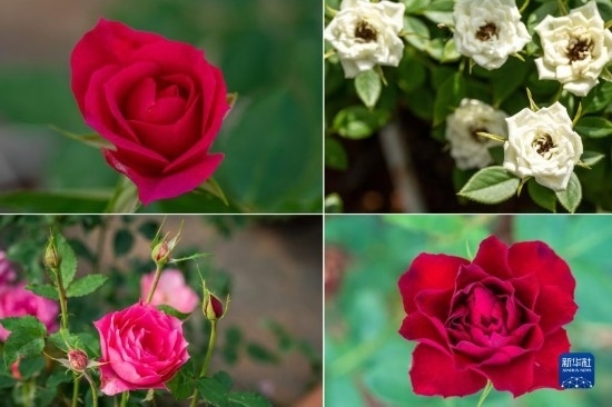 這是云南省安寧市現代農業(yè)園區(qū)玫瑰種植示范園里玫瑰新品種的拼版照片。