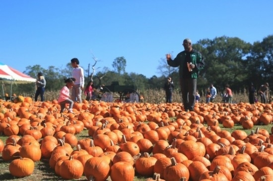  2020年10月31日，在美國新奧爾良市，人們在南瓜農(nóng)場里玩耍。新華社發(fā)（魏蘭攝）