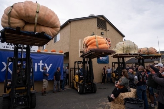  10月9日，在美國加利福尼亞州圣馬特奧縣半月灣舉行的南瓜稱重大賽現(xiàn)場，人們圍觀參賽的南瓜。新華社發(fā)（李建國攝）