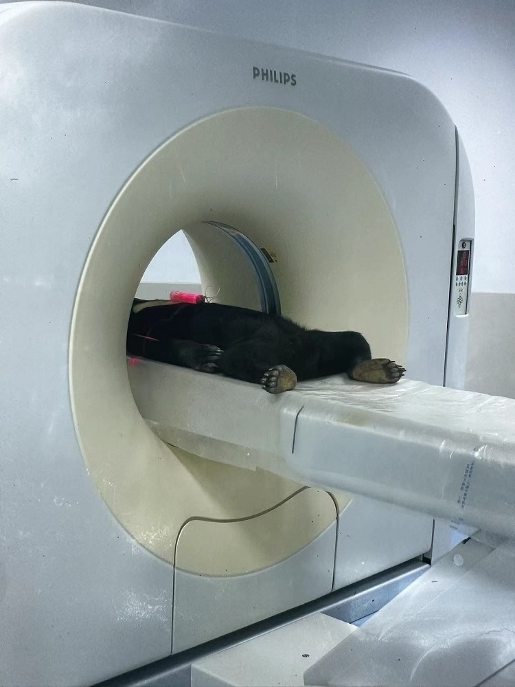 長(zhǎng)隆野生動(dòng)物世界的動(dòng)物醫(yī)院內(nèi)，馬來(lái)熊在做核磁共振檢查。人民網(wǎng)記者 李舫攝