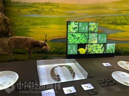  （中醫(yī)藥博物館展出的各類(lèi)中藥材令人應(yīng)接不暇。中國(guó)經(jīng)濟(jì)周刊記者 郭志強(qiáng) 攝）