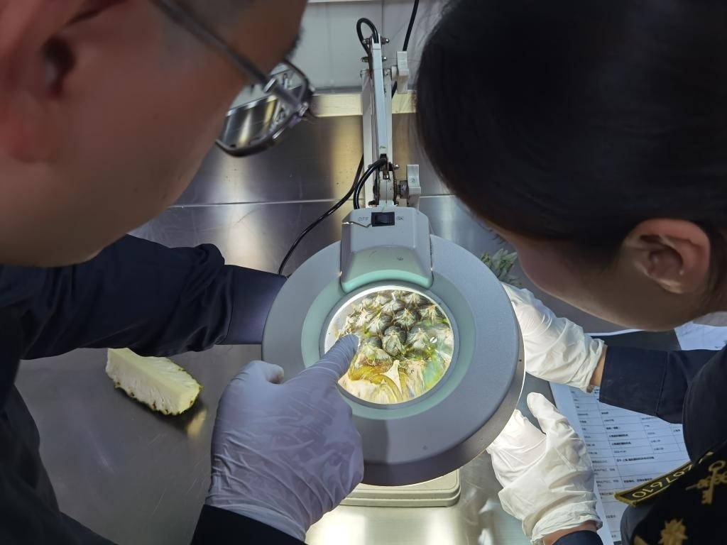 11月3日，上海海關關員對首批入境中國、參展第六屆進博會的貝寧菠蘿進行檢驗檢疫。新華社記者 吳宇 攝