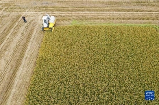 11月4日，在南通市通州區(qū)十總鎮(zhèn)育民村農(nóng)場，一臺設(shè)置好參數(shù)的無人收割機(jī)在工作中（無人機(jī)照片）。