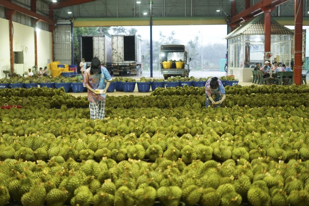 2023年9月15日，在越南多樂(lè)省一家榴蓮加工廠，工人在給即將出口到中國(guó)的榴蓮包裝貼牌。隨著《區(qū)域全面經(jīng)濟(jì)伙伴關(guān)系協(xié)定》紅利釋放，中國(guó)—東盟貿(mào)易規(guī)模進(jìn)一步擴(kuò)大。越來(lái)越多東盟國(guó)家的優(yōu)質(zhì)水果便捷地進(jìn)入中國(guó)市場(chǎng)，走上消費(fèi)者的餐桌。