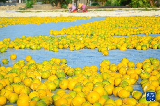 11月25日在廣東省江門市新會區(qū)拍攝的在空地上晾曬的新會柑皮。