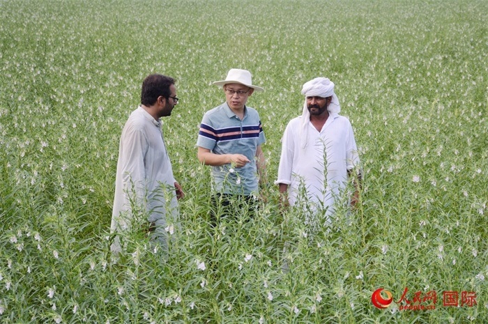 中巴經(jīng)濟(jì)走廊農(nóng)業(yè)合作中心負(fù)責(zé)人席建龍（中）與巴基斯坦當(dāng)?shù)剞r(nóng)戶在芝麻種植園交流作物生長(zhǎng)情況。人民網(wǎng)記者薩義德·邁赫迪攝