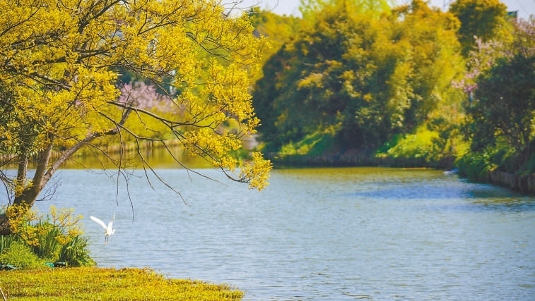  碧波蕩漾 浙江嘉興市海鹽縣望海街道永福社區(qū)荷花池，一汪碧水波光粼粼，風(fēng)光旖旎。當(dāng)?shù)厥冀K堅(jiān)持綠色發(fā)展，促進(jìn)人與自然和諧共生。 肖弗勒模具（嘉興）有限公司德國籍經(jīng)理 湯姆·魯特納攝 “當(dāng)?shù)卮迕窀嬖V我，如今環(huán)境變好了，茶余飯后，大家都會到河邊散散步，欣賞美景，和鄰居聊聊天。我想，好生態(tài)是大自然的饋贈，更是長三角地區(qū)大力治理生態(tài)環(huán)境的結(jié)果。希望美麗中國的綠色發(fā)展之路越走越好?！? /></p> <p style=
