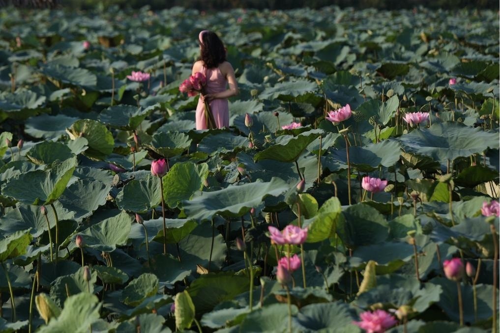 這是2020年7月15日，一名女子在越南首都河內(nèi)西湖畔的荷花叢中留影。