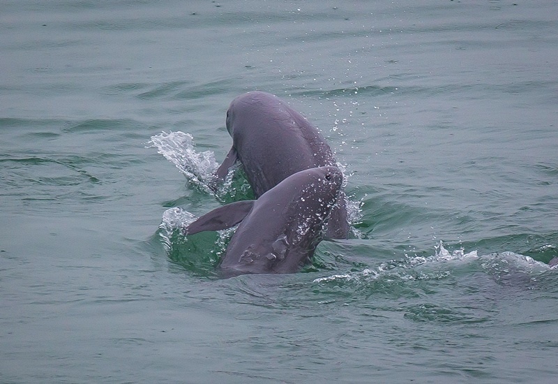 2021年5月10日，在湖北省宜昌市江邊，長江江豚在水中嬉戲。