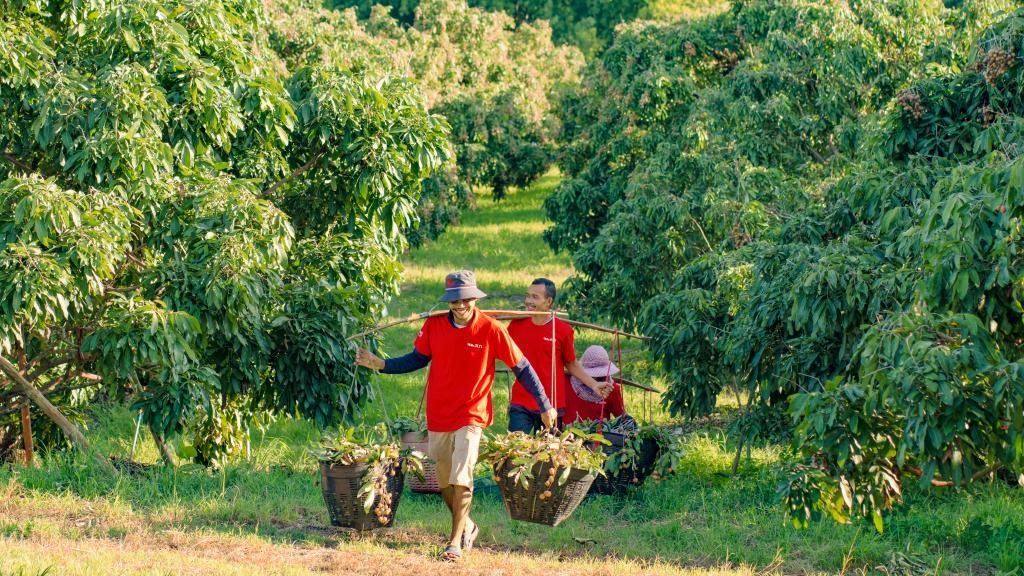 2023年10月，泰國(guó)尖竹汶府的龍眼種植園內(nèi)，采果工人正在運(yùn)輸新采摘的龍眼。（黎銀成攝 新華社發(fā)）
