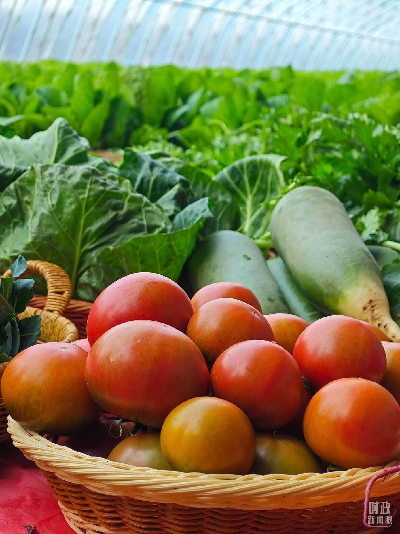 △第六埠村蔬菜大棚，蔬菜收獲頗豐。（總臺(tái)央視記者彭漢明拍攝）