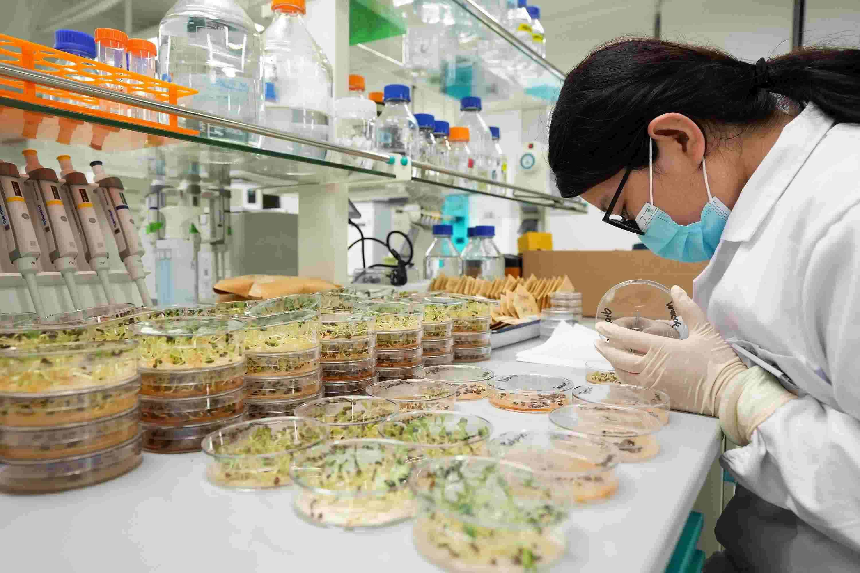 △ 海南三亞崖州灣科技城的崖州灣種子實驗室，科研人員正在觀察種子樣本。