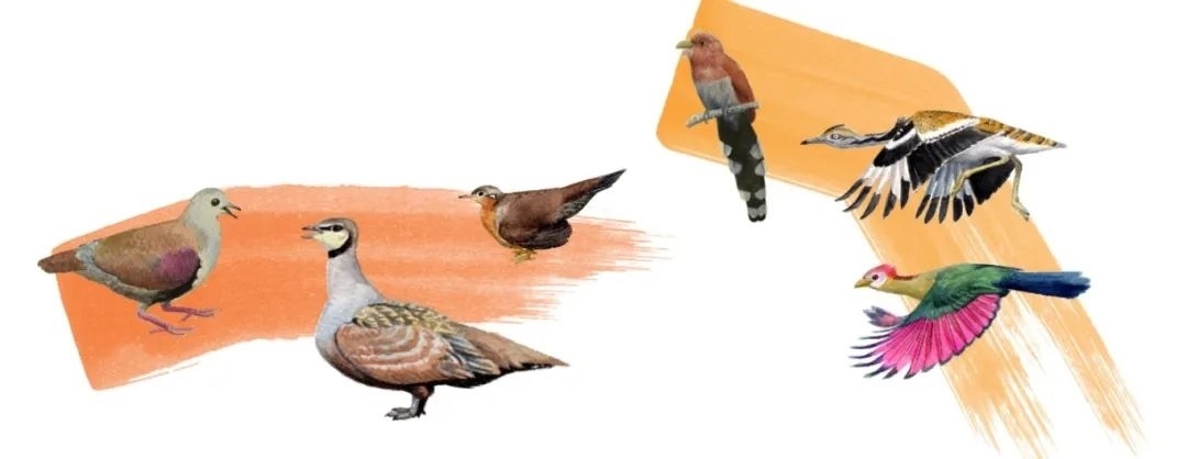 鴿鴇類。浙江大學(xué)供圖