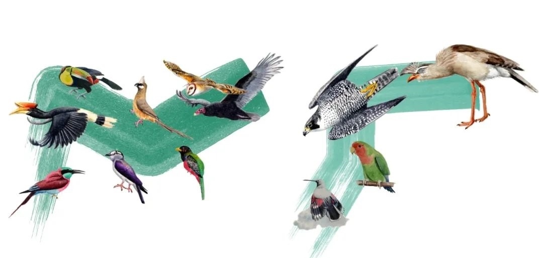 陸鳥類。浙江大學(xué)供圖