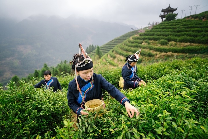 惠明茶采摘。供圖 共享聯(lián)盟·景寧