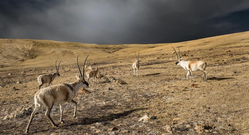“高原精靈”藏羚羊。尼瑪多吉攝