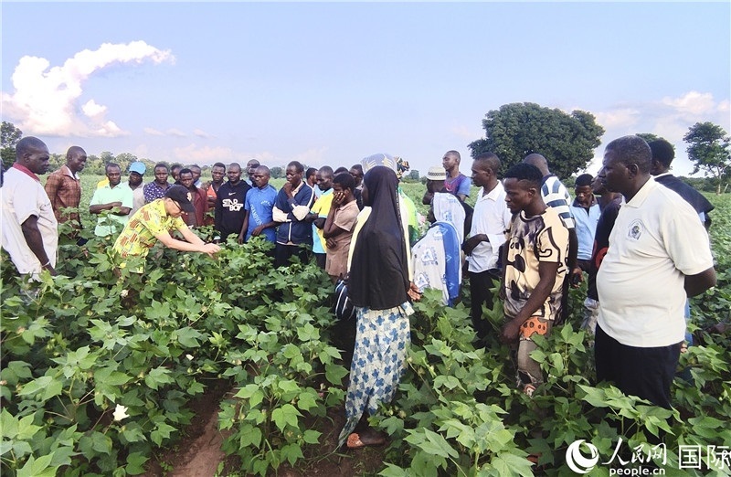 當(dāng)?shù)孛揶r(nóng)紛紛向中國專家學(xué)習(xí)技術(shù)。人民網(wǎng)記者 黃培昭攝