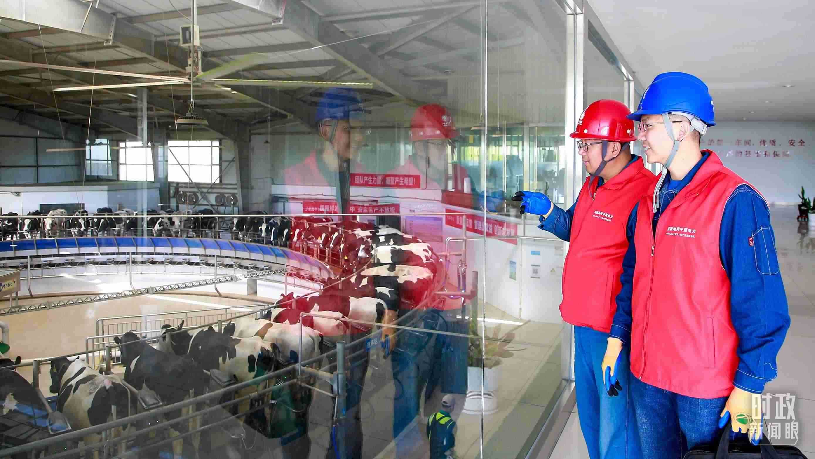  △寧夏銀川，電力員工深入奶牛養(yǎng)殖企業(yè)，助力數(shù)智化養(yǎng)殖。（圖/視覺中國(guó)）