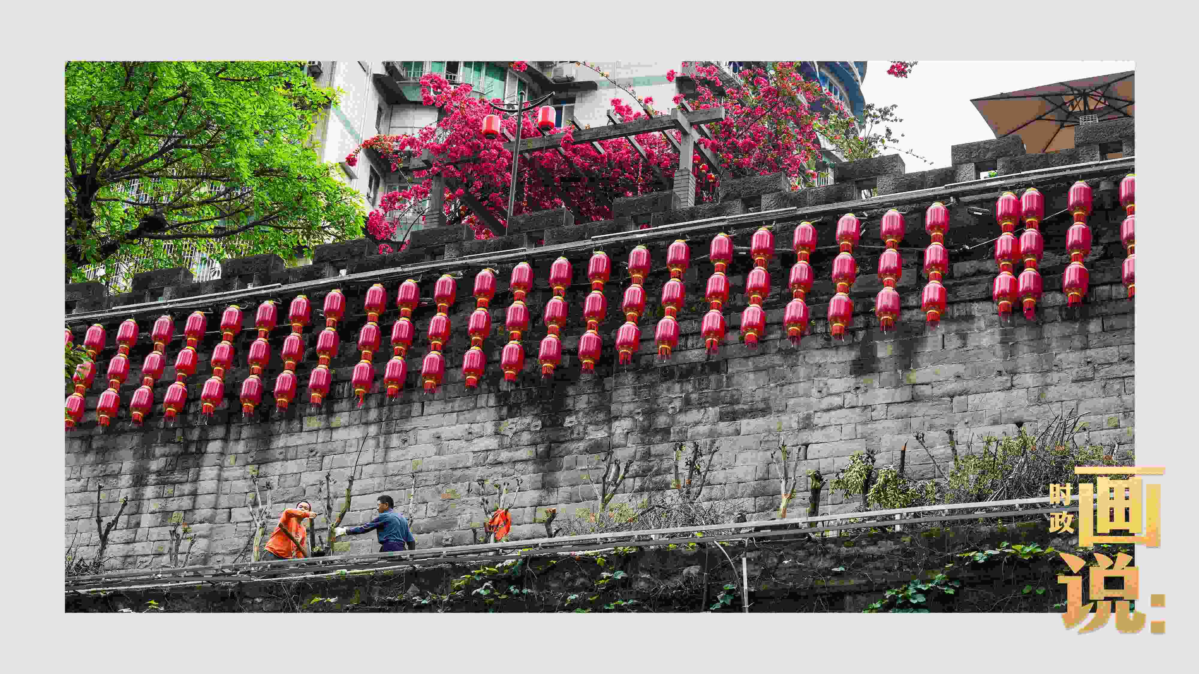 △盛放的三角梅下，園林工人修剪著古老通遠(yuǎn)門城墻上的一抹新綠。