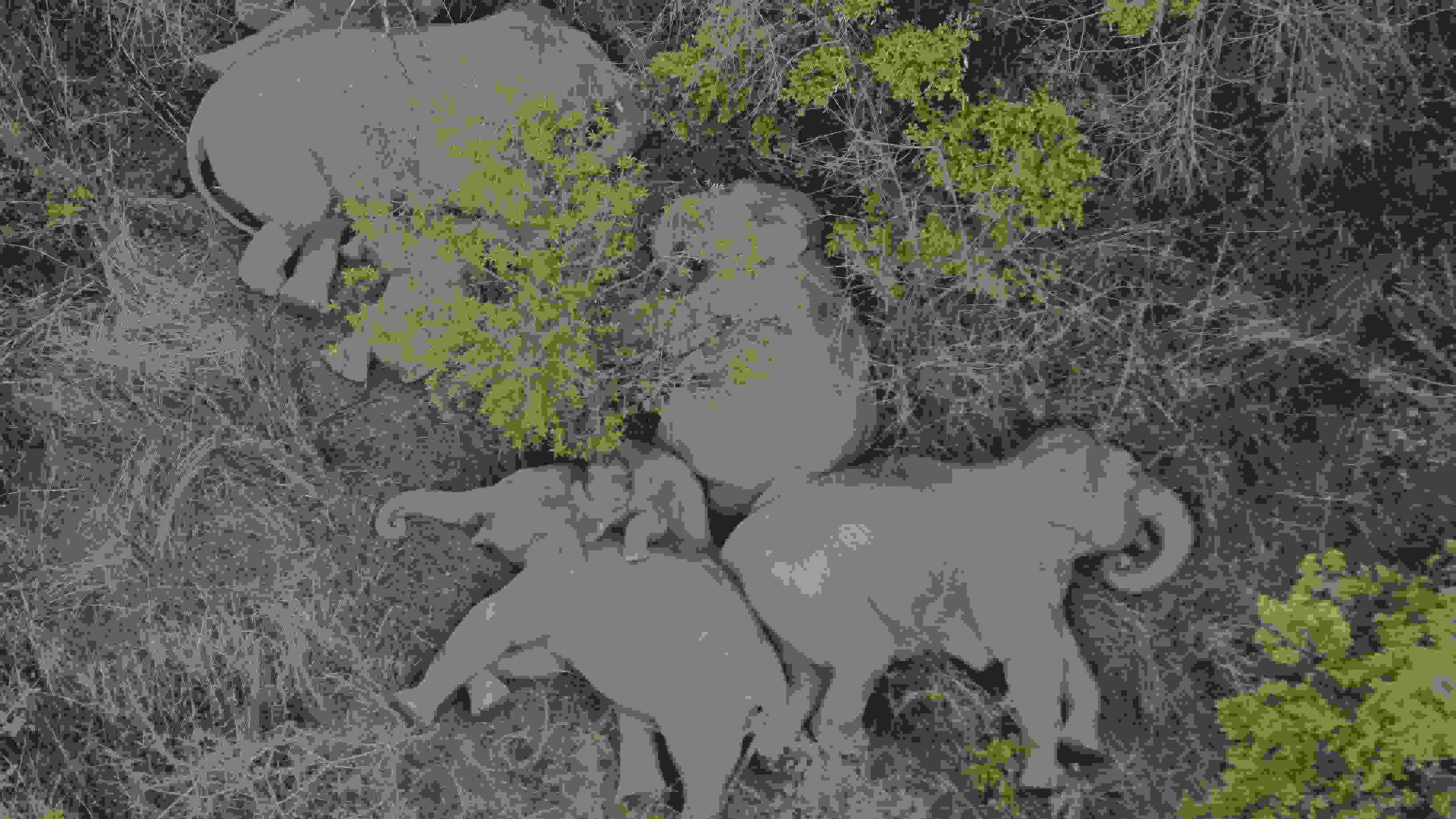 2021年6月7日，航拍顯示亞洲象群在云南省昆明市晉寧區(qū)夕陽鄉(xiāng)山林地里睡覺休息。