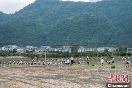 圖為5月21日，綏陽縣旺草中學學生在旺草萬畝大壩體驗插秧。唐哲 攝