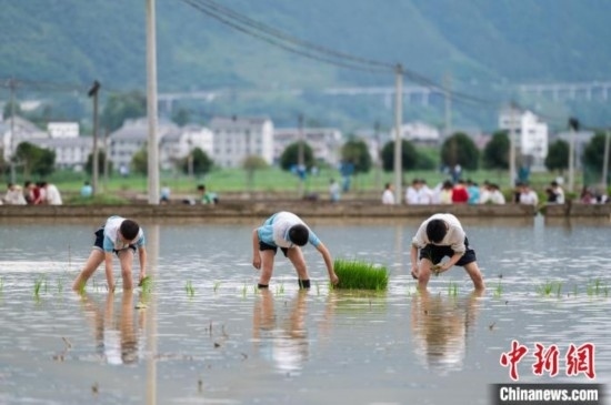 圖為5月21日，綏陽縣旺草中學學生在旺草萬畝大壩體驗插秧。唐哲 攝