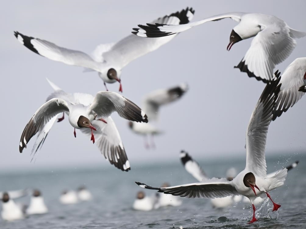 這是2023年4月13日在青海湖拍攝的棕頭鷗。新華社記者 張龍 攝