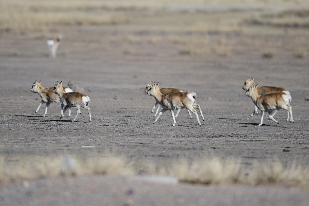 這是1月24日在青海省海北藏族自治州剛察縣哈爾蓋鎮(zhèn)境內(nèi)的草原上拍攝的普氏原羚。新華社記者 張龍 攝