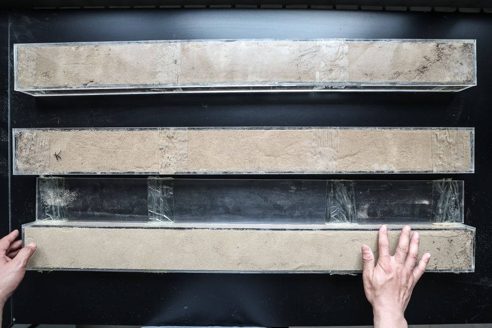 “草根博士”呂林有在遼寧省農(nóng)業(yè)科學院沙地治理與利用研究所章古臺基地實驗室整理提取的沙地土壤剖面樣本（2024年5月30日攝）。新華社記者 潘昱龍 攝