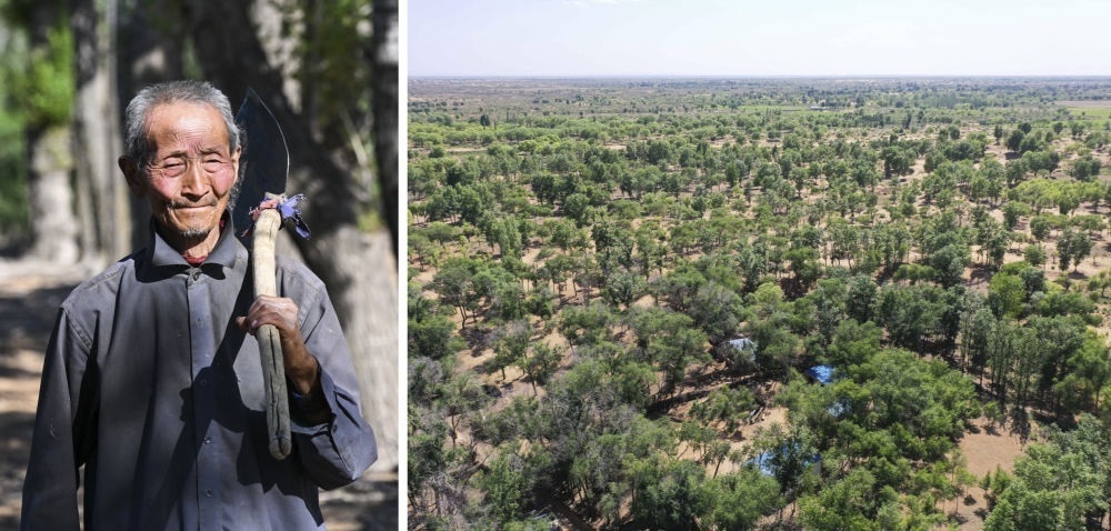 拼版照片：左圖為內蒙古鄂托克前旗呼和陶勒蓋嘎查的牧民曹扎娃出門勞作（2023年6月14日攝）；右圖為曹扎娃的承包地（2023年6月14日攝，無人機照片）。20世紀80年代，在毛烏素沙地中，曹扎娃主動承包了2300多畝沙地。這么多年來，曹扎娃堅持種樹治沙，最終將沙地變成了林海。新華社記者 劉磊 攝