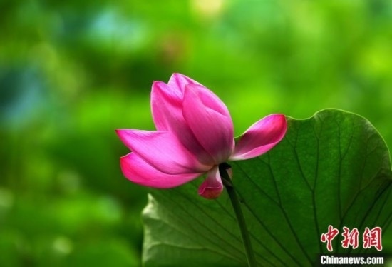 6月19日，時值一年畢業(yè)季，四川大學望江校區(qū)荷花池里的荷花盛開，成為了畢業(yè)生們的打卡圣地，吸引了眾多畢業(yè)生拍照留念。圖為盛開的荷花。中新社記者 安源 攝