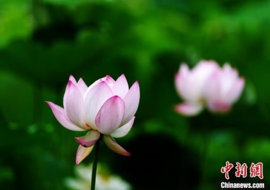 6月19日，時值一年畢業(yè)季，四川大學望江校區(qū)荷花池里的荷花盛開，成為了畢業(yè)生們的打卡圣地，吸引了眾多畢業(yè)生拍照留念。圖為盛開的荷花。中新社記者 安源 攝