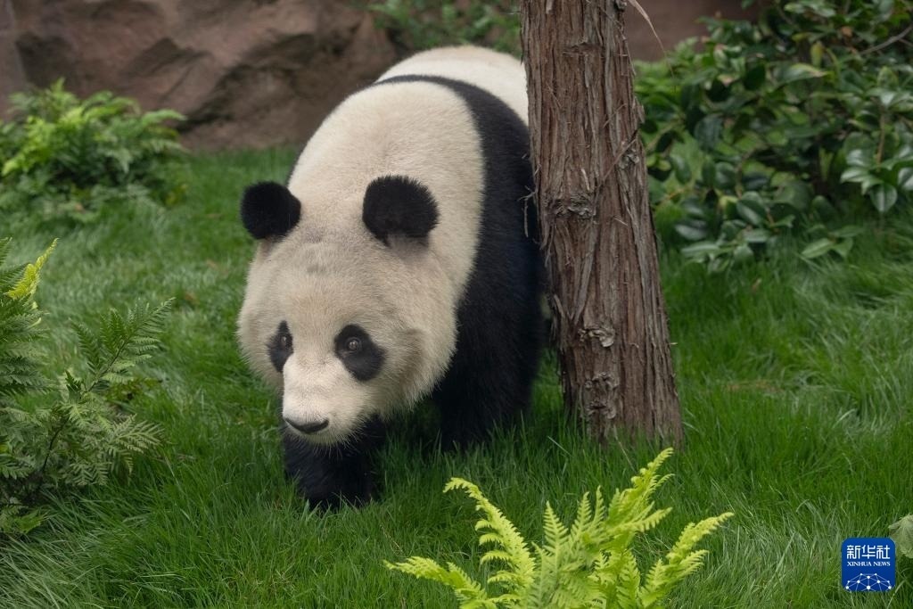 這是美國加利福尼亞州圣迭戈動物園7月19日發(fā)布的大熊貓“鑫寶”在動物園新家的照片。新華社發(fā)（圣迭戈動物園供圖）