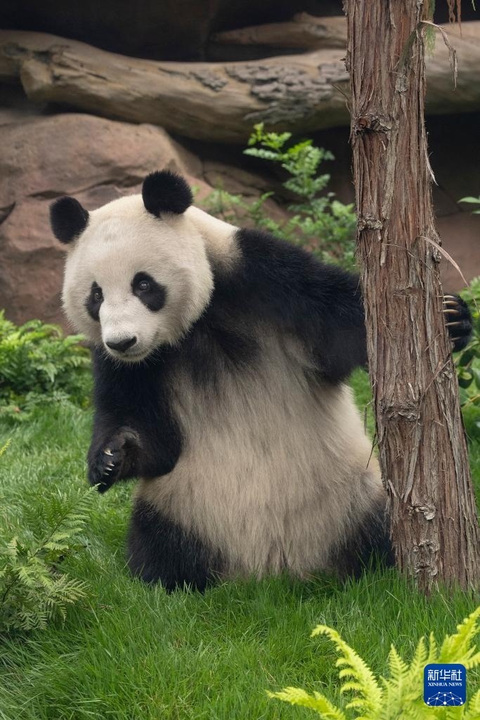 這是美國加利福尼亞州圣迭戈動物園7月19日發(fā)布的大熊貓“鑫寶”在動物園新家的照片。新華社發(fā)（圣迭戈動物園供圖）