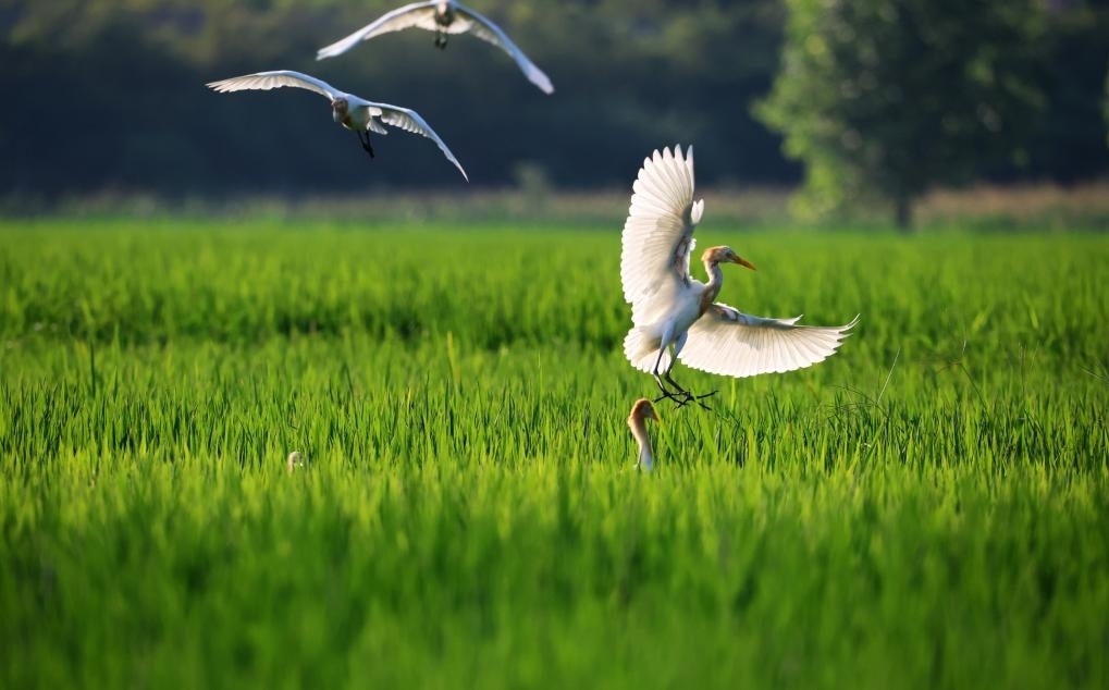 2023年8月7日，鷺鳥在山東省臨沂市郯城縣郯城街道水稻田間飛舞。新華社發(fā)（張春雷 攝）