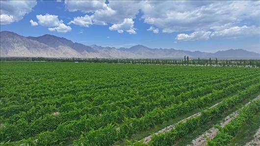 閩寧從荒蕪貧瘠的荒灘戈壁變成了如今的片片綠洲。