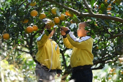 貴州黃平縣小朋友在校外勞動實踐基地采摘柑橘。