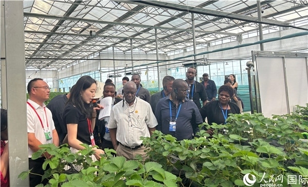 研討班成員在大棚中了解植物種植技術(shù)。人民網(wǎng) 曹欣悅攝