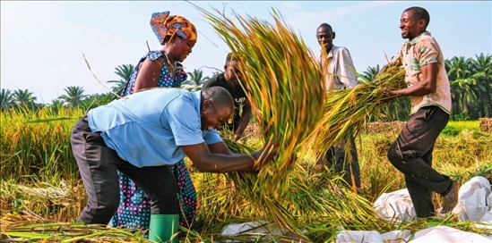 2018 年，中國(guó)農(nóng)業(yè)專家組在布隆迪布班扎省吉漢加縣設(shè)立首個(gè)水稻減貧示范村。圖為當(dāng)?shù)剞r(nóng)戶在稻田里給雜交水稻脫粒（2023 年 6 月 20 日攝） 韓旭攝 / 本刊