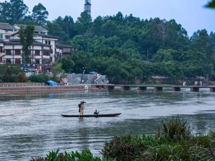 蘇稽古鎮(zhèn)的漁民在進(jìn)行魚鷹捕魚表演。本報記者 伊霄攝